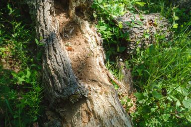 Cluse up on tree trunk in sunlight