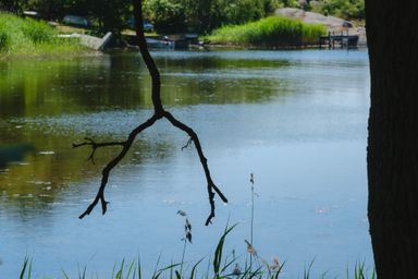 A tree branch hanging over a river in the summer